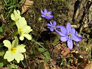 23 Primula vulgaris e Hepatica nobilis